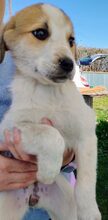 KAIRI, Hund, Mischlingshund in Griechenland - Bild 11