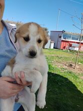 KAIRI, Hund, Mischlingshund in Griechenland - Bild 12