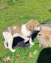 KAIRI, Hund, Mischlingshund in Griechenland - Bild 13