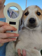 KAIRI, Hund, Mischlingshund in Griechenland - Bild 14