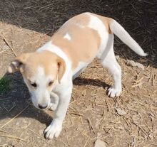 KAIRI, Hund, Mischlingshund in Griechenland - Bild 6