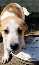 KAIRI, Hund, Mischlingshund in Griechenland - Bild 7