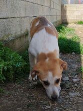 KAIRI, Hund, Mischlingshund in Griechenland - Bild 8