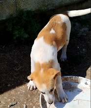 KAIRI, Hund, Mischlingshund in Griechenland - Bild 9