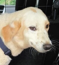 FIONA, Hund, Mischlingshund in Witten - Bild 1