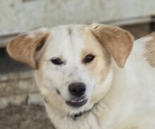 FIONA, Hund, Mischlingshund in Witten - Bild 10