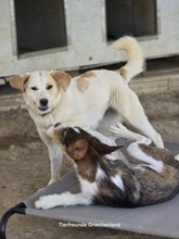 FIONA, Hund, Mischlingshund in Witten - Bild 11