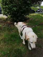 FIONA, Hund, Mischlingshund in Witten - Bild 2