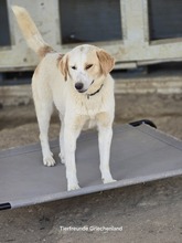 FIONA, Hund, Mischlingshund in Witten - Bild 4