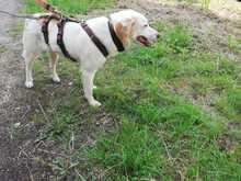 FIONA, Hund, Mischlingshund in Witten - Bild 5