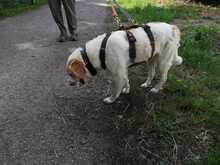 FIONA, Hund, Mischlingshund in Witten - Bild 6