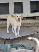 FIONA, Hund, Mischlingshund in Witten - Bild 7
