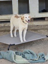 FIONA, Hund, Mischlingshund in Witten - Bild 8