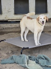 FIONA, Hund, Mischlingshund in Witten - Bild 9