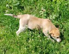 KALINDA, Hund, Mischlingshund in Griechenland - Bild 10
