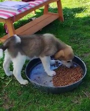 KALINDA, Hund, Mischlingshund in Griechenland - Bild 12