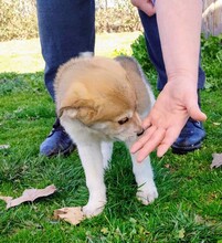 KALINDA, Hund, Mischlingshund in Griechenland - Bild 13