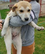 KALINDA, Hund, Mischlingshund in Griechenland - Bild 4