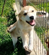 KALINDA, Hund, Mischlingshund in Griechenland - Bild 5
