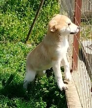 KALINDA, Hund, Mischlingshund in Griechenland - Bild 6