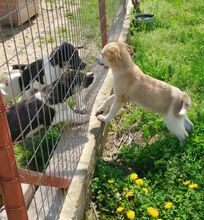KALINDA, Hund, Mischlingshund in Griechenland - Bild 9