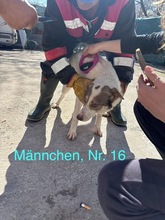 PEPE, Hund, Mischlingshund in Rumänien - Bild 15