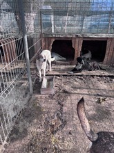 PEPE, Hund, Mischlingshund in Rumänien - Bild 17
