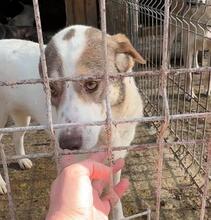 PEPE, Hund, Mischlingshund in Rumänien - Bild 18