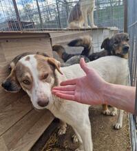 PEPE, Hund, Mischlingshund in Rumänien - Bild 19
