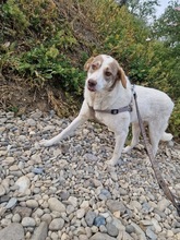 PEPE, Hund, Mischlingshund in Rumänien - Bild 21