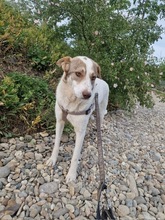 PEPE, Hund, Mischlingshund in Rumänien - Bild 22
