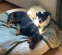TEDDY, Hund, Mischlingshund in Erkelenz - Bild 11