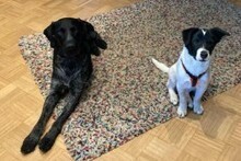 TEDDY, Hund, Mischlingshund in Erkelenz - Bild 13
