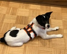 TEDDY, Hund, Mischlingshund in Erkelenz - Bild 14