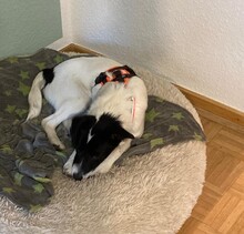 TEDDY, Hund, Mischlingshund in Erkelenz - Bild 15
