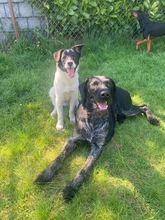 TEDDY, Hund, Mischlingshund in Erkelenz - Bild 16