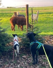 TEDDY, Hund, Mischlingshund in Erkelenz - Bild 17