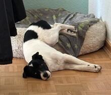 TEDDY, Hund, Mischlingshund in Erkelenz - Bild 18