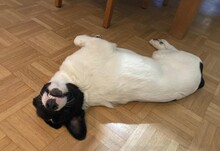 TEDDY, Hund, Mischlingshund in Erkelenz - Bild 2