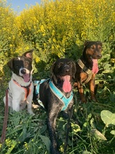 TEDDY, Hund, Mischlingshund in Erkelenz - Bild 3