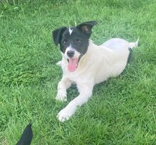 TEDDY, Hund, Mischlingshund in Erkelenz - Bild 4