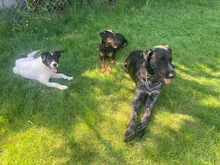 TEDDY, Hund, Mischlingshund in Erkelenz - Bild 5