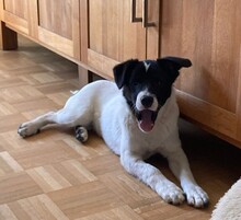 TEDDY, Hund, Mischlingshund in Erkelenz - Bild 7