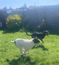 TEDDY, Hund, Mischlingshund in Erkelenz - Bild 9