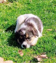 KIMA, Hund, Mischlingshund in Griechenland - Bild 10
