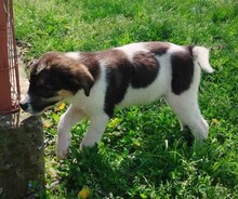 KIMA, Hund, Mischlingshund in Griechenland - Bild 4
