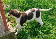KIMA, Hund, Mischlingshund in Griechenland - Bild 5