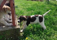 KIMA, Hund, Mischlingshund in Griechenland - Bild 6