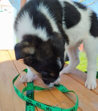 KIMA, Hund, Mischlingshund in Griechenland - Bild 7