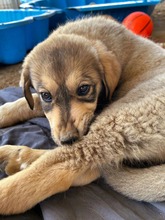 PIPPA, Hund, Mischlingshund in Griechenland - Bild 5